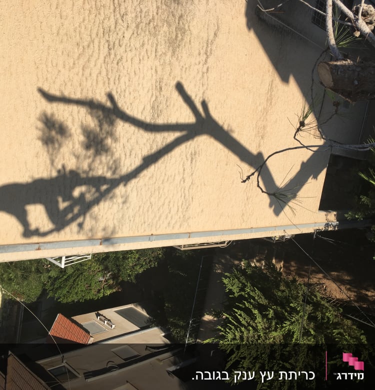 צל של אדם גוזם עץ עם מסור